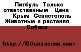 Питбуль. Только ответственным › Цена ­ 1 - Крым, Севастополь Животные и растения » Собаки   